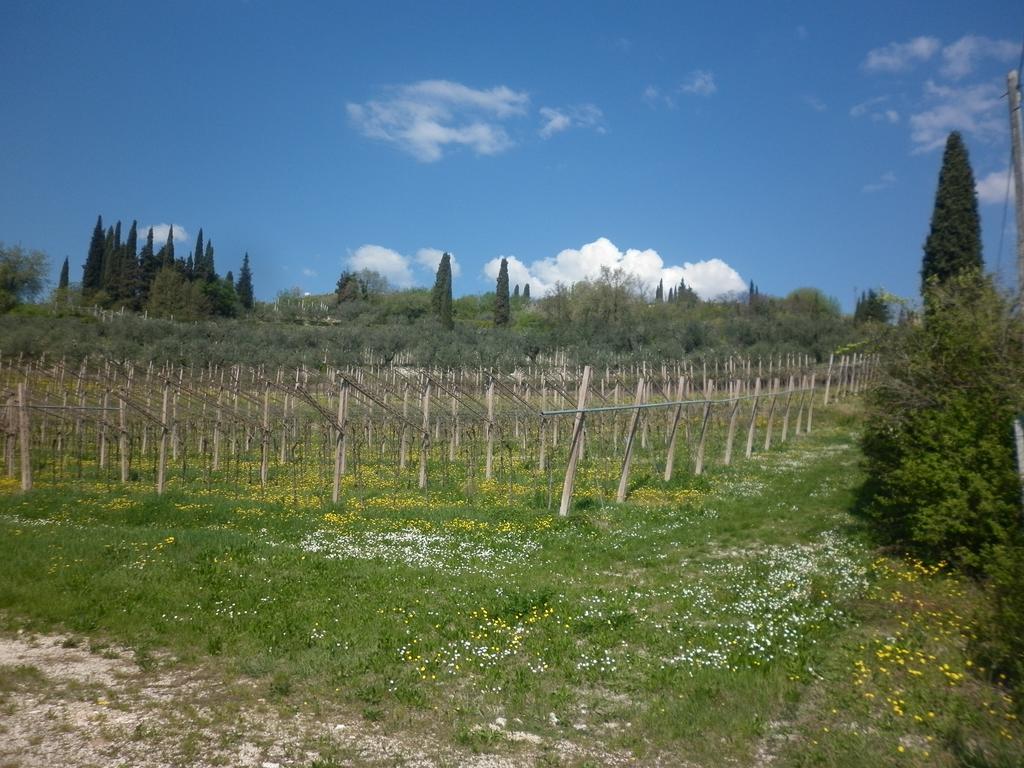 La Piccola Mimosa Διαμέρισμα SantʼAmbrogio di Valpolicella Εξωτερικό φωτογραφία